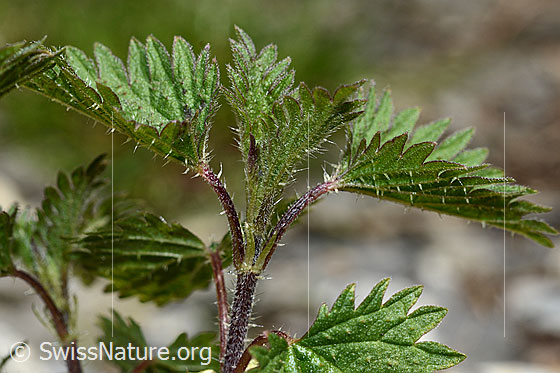 Photo: Urtica urens. Leaves and stem. View from the side.