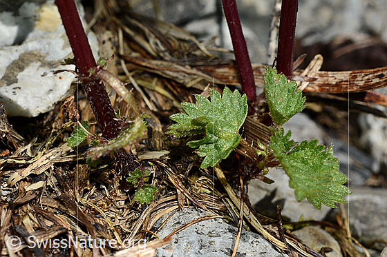 Photo: Urtica urens. Stem.