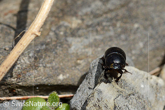 Foto: Grosser Dungkäfer (Aphodius fossor). Länge 10 - 13mm. Wird auch Grabender Dungkäfer genannt. Ansicht von vorne.