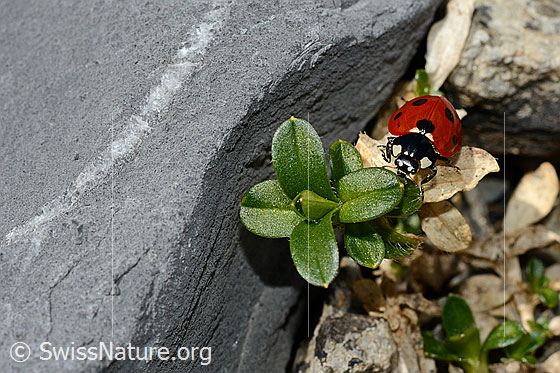 Photo: Coccinella septempunctata. Length 5.2 - 8mm. View from the front above.