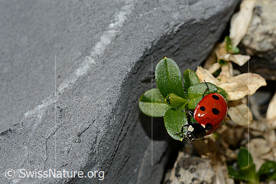 Photo: Coccinella septempunctata. Length 5.2 - 8mm. View from the side above.