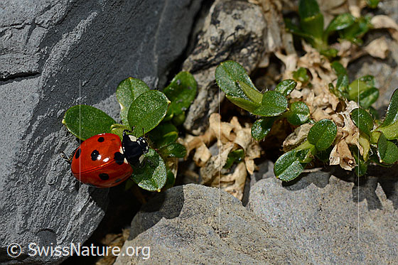 Foto: Siebenpunkt-Marienkäfer (Coccinella septempunctata). Länge 5.2 - 8mm. Ansicht von oben.