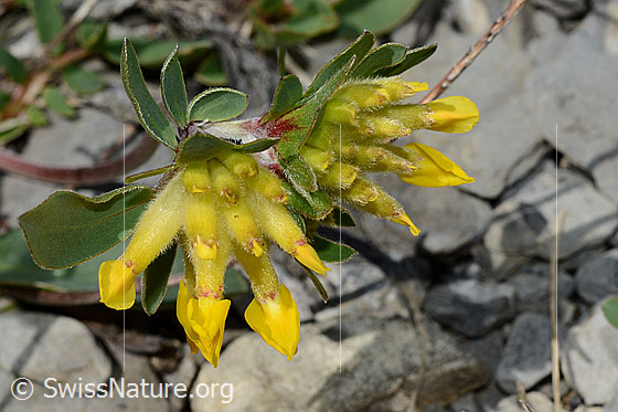 Photo: Anthyllis vulneraria ssp. Alpestris. Blossoms. View from above.