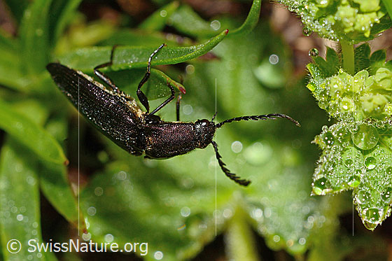 Metallglänzender Rindenschnellkäfer (Ctenicera pectinicornis)