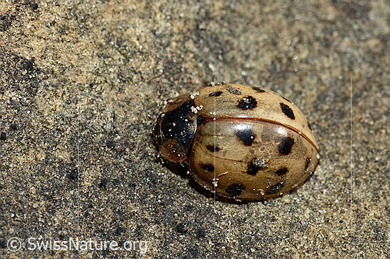 Foto: Asiatischer Marienkäfer (Harmonia axyridis). Länge 5 - 8mm. Totes Insekt. Ansicht von oben.