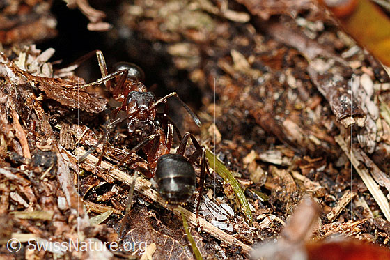 Foto: Wahrscheinlich Grosse Kerbameise (Formica exsecta). Länge 4 - 7.5mm. Zwei Individuen. Ansicht 1x von vorne und 1x von hinten.