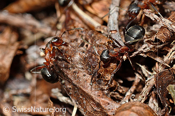 Photo: Probably Formica exsecta. Length 4 - 7.5Mm. View from above.