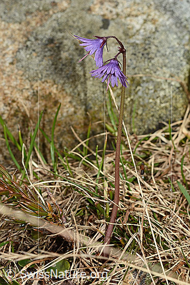 Foto: Grosses Alpenglöckchen (Soldanella alpina). Ganze Pflanze (Habitus).