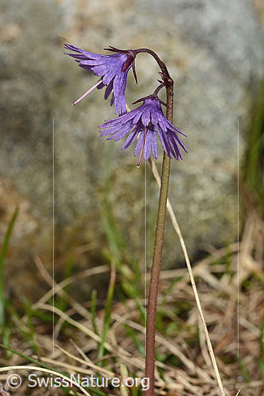 Foto: Grosses Alpenglöckchen (Soldanella alpina). Blüten und Stängel.