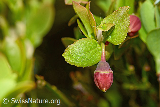 Foto: Heidelbeere (Vaccinium myrtillus) . Blüte und Blatt.