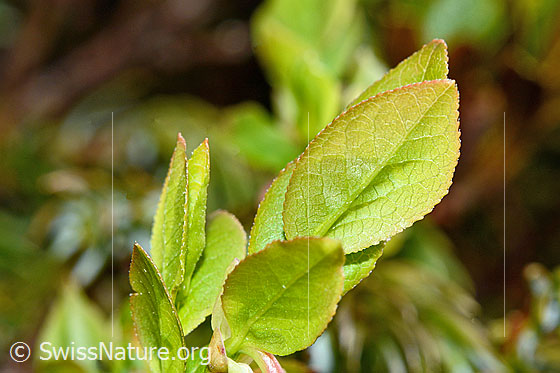 Foto: Heidelbeere (Vaccinium myrtillus). Frische Blätter.
