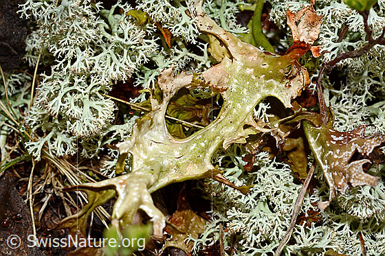 Foto: Isländisch Moos (Cetraria islandica). Rechts und links wahrscheinlich Echte Rentierflechten (Cladonia rangiferina).