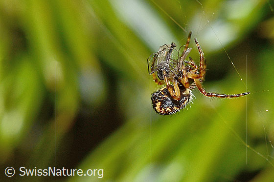 Foto: Eichblatt-Radspinne (Aculepeira ceropegia). Ansicht von seitlich unten.