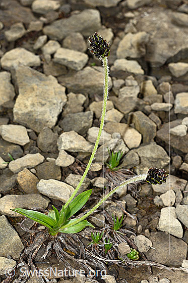Foto: Berg-Wegerich (Plantago atrata). Ganze Pflanze (Habitus).