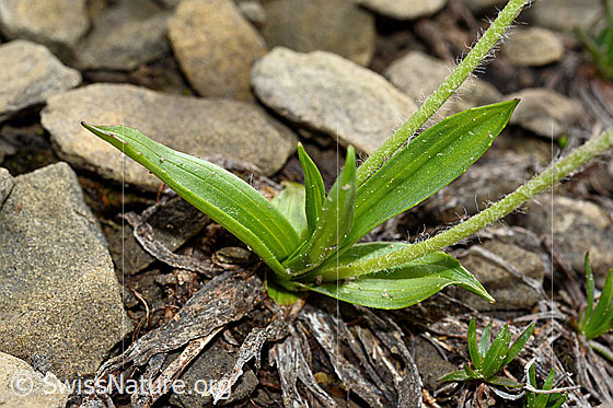 Foto: Berg-Wegerich (Plantago atrata). Blätter und Stängel.