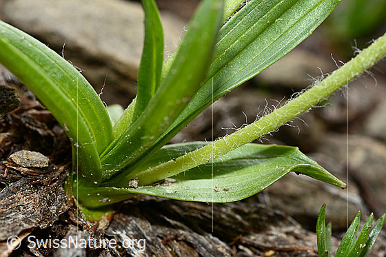 Foto: Berg-Wegerich (Plantago atrata). Blätter und Stängel.