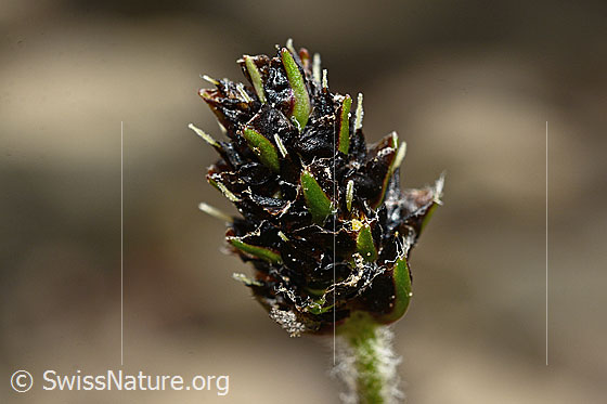 Foto: Berg-Wegerich (Plantago atrata). Ähre. Ansicht von der Seite.