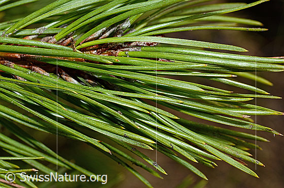 Photo: Pinus mugo. Needles.