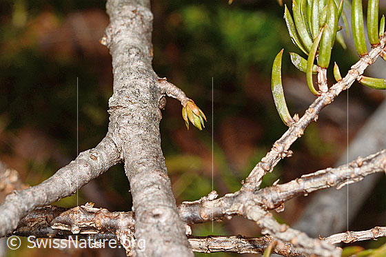Foto: Alpen-Wacholder (Juniperus communis subsp. saxatilis). Ästchen.