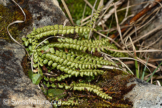 Foto: Grünstieliger Streifenfarn (Asplenium viride). Ganze Pflanze (Habitus).