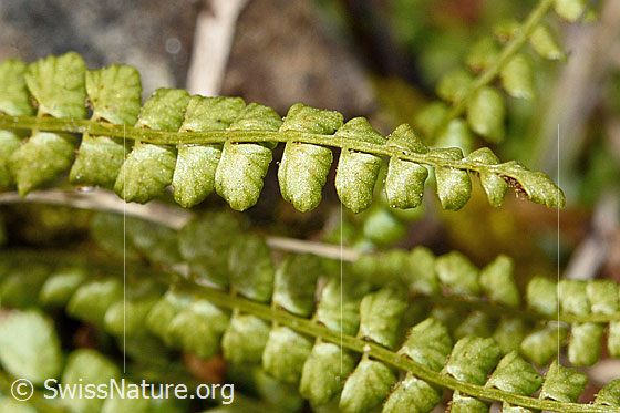 Foto: Grünstieliger Streifenfarn (Asplenium viride). Ausschnitt aus Blatt und Seitenfiedern. 