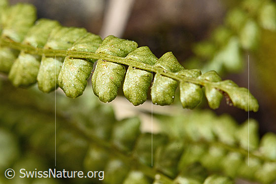 Foto: Grünstieliger Streifenfarn (Asplenium viride). Stiel und Seitenfiedern. Blattoberseite.
