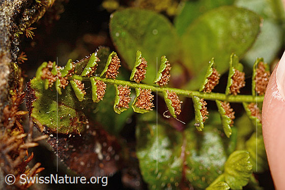 Foto: Grünstieliger Streifenfarn (Asplenium viride). Stiel und Seitenfiedern. Unterseite mit Sori.