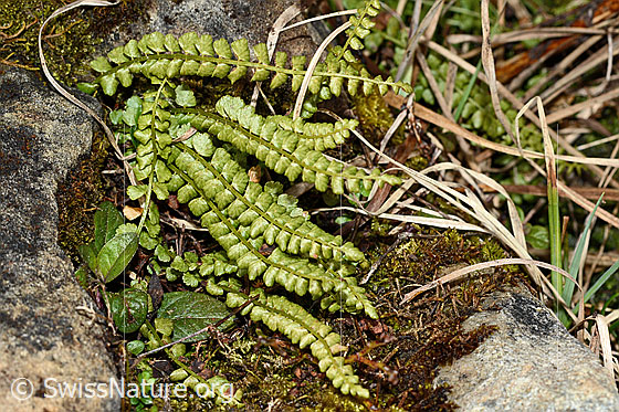 Foto: Grünstieliger Streifenfarn (Asplenium viride). Ganze Pflanze (Habitus).