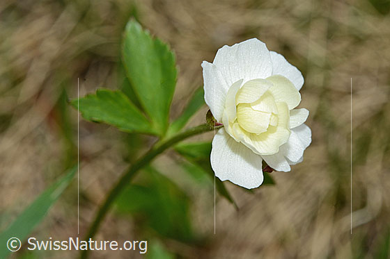 Foto: Eisenhutblättriger Hahnenfuss (Ranunculus aconitifolius). Blüte, noch nicht ganz geöffnet.
