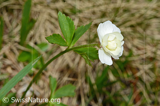 Foto: Eisenhutblättriger Hahnenfuss (Ranunculus aconitifolius). Blüte, Stängel und Blatt.