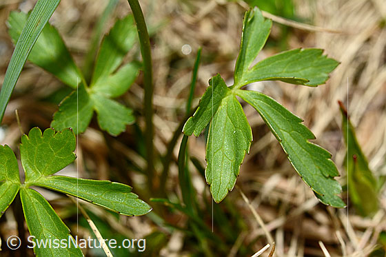 Foto: Eisenhutblättriger Hahnenfuss (Ranunculus aconitifolius). Blätter.