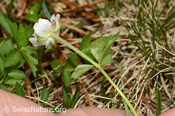 Foto: Eisenhutblättriger Hahnenfuss (Ranunculus aconitifolius). Blüte, Stängel und Blattunterseite.