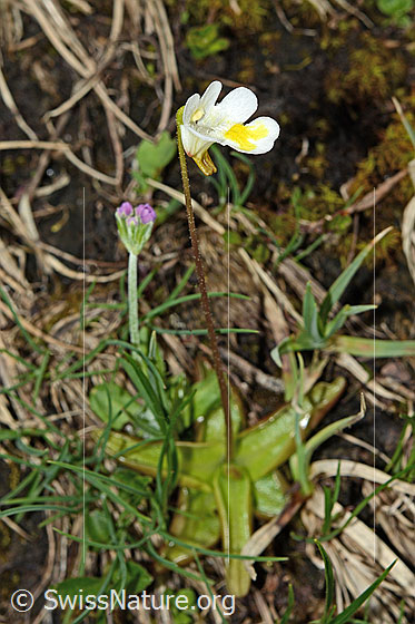 Foto: Alpen-Fettblatt (Pinguicula alpina). Ganze Pflanze (Habitus).