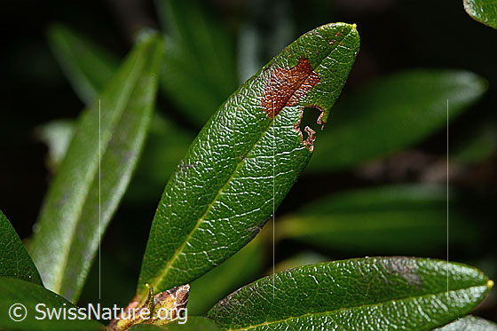 Foto: Rostblättrige Alpenrose (Rhododendron ferrugineum). Blattoberseite.