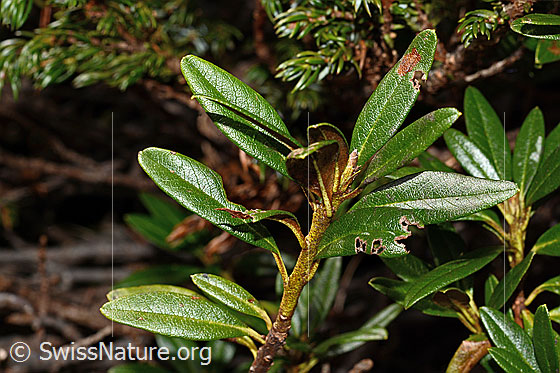 Foto: Rostblättrige Alpenrose (Rhododendron ferrugineum). Zweig mit Blätter.