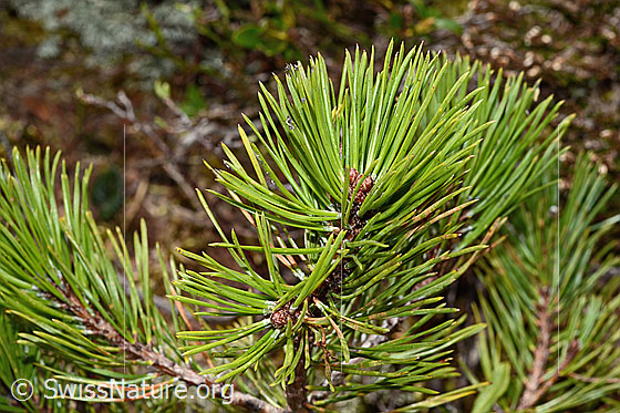 Foto: Bergföhre (Pinus mugo). Äste und Nadeln.