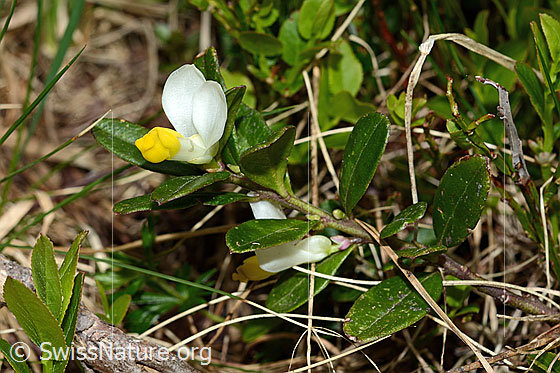 Foto: Buchsblättrige Kreuzblume (Polygala Chamaebuxus). Ganze Pflanze (Habitus).