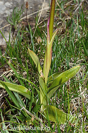 Foto: Männliches Knabenkraut (Orchis mascula). Blätter und Stängel.