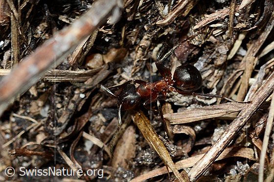 Foto: Wahrscheinlich Grosse Kerbameise (Formica exsecta). Länge 4 - 7.5mm. Ansicht von oben.