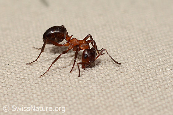 Foto: Wahrscheinlich Grosse Kerbameise (Formica exsecta). Länge 4 - 7.5mm. Ansicht von schräg vorne.