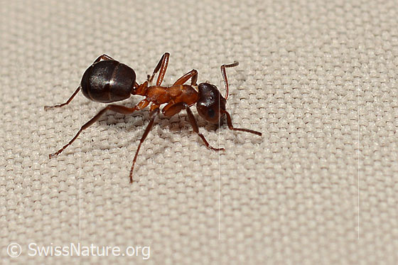 Grosse Kerbameise (Formica exsecta)