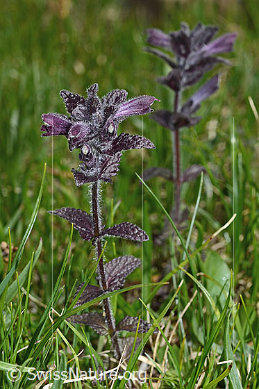Foto: Alpenhelm (Bartsia alpina). Ganze Pflanze (Habitus).