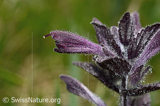 Photo: Bartsia alpina.  blossom. View from the side.