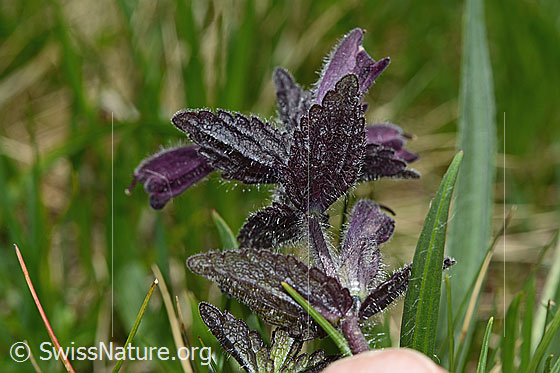 Photo: Bartsia alpina. Stem and leaves (leaf underside).