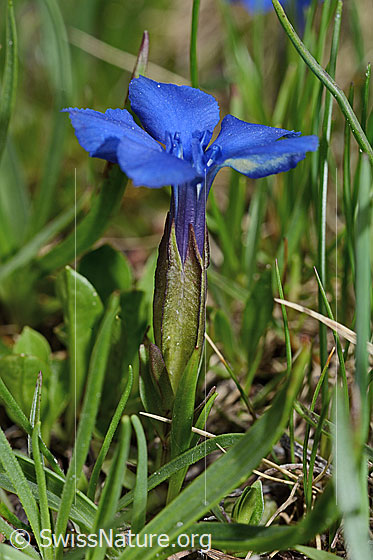 Photo: Gentiana verna. Whole plant (habiti). View from the side.