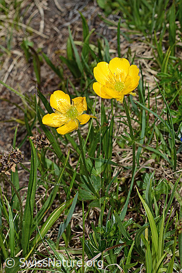 Foto: Berg-Hahnenfuss (Ranunculus montanus). Ganze Pflanze (Habitus).