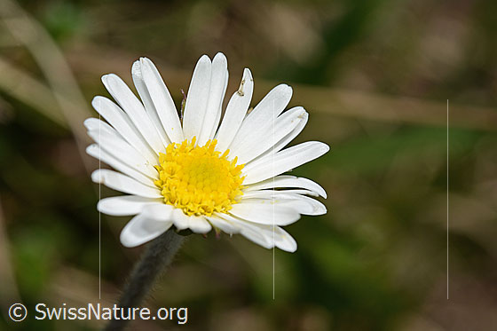 Photo: Aster bellidiastrum. Blossom.