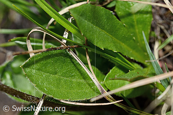 Photo: Aster bellidiastrum. Leaves.