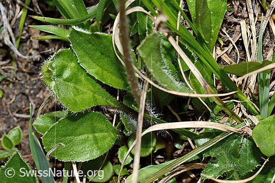 Foto: Alpenmasslieb (Aster bellidiastrum). Blätter und Stängel.