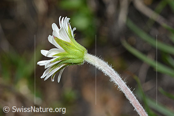 Foto: Alpenmasslieb (Aster bellidiastrum). Blüte Kelch und Stängel.